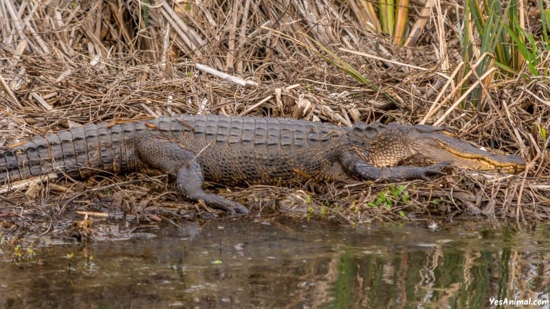Alligators In Hilton Head