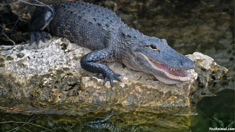 Alligators In Kentucky