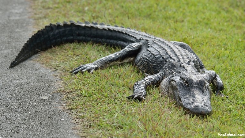 Alligators In Louisiana