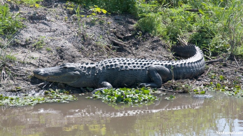Alligators In Mississippi