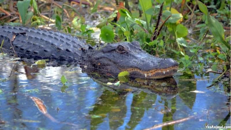 Alligators In Myrtle Beach