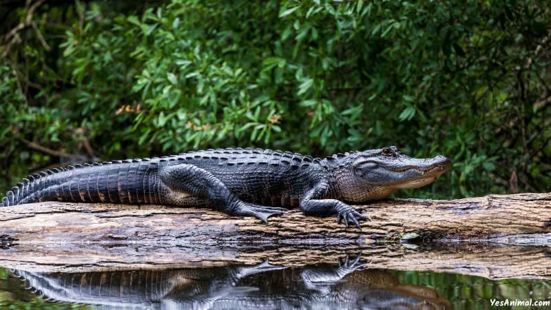 Alligators In North Carolina