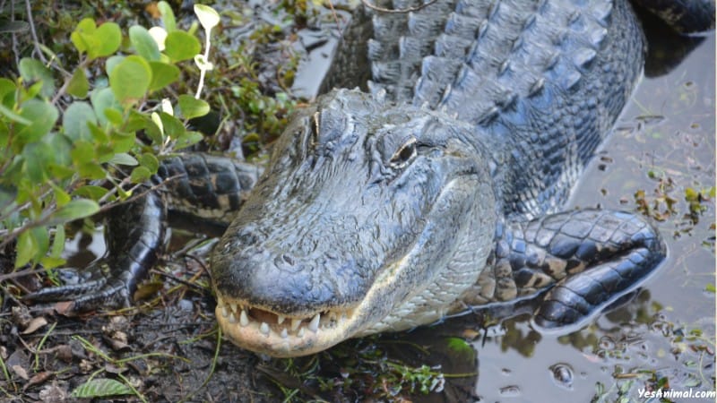 Alligators In Ohio