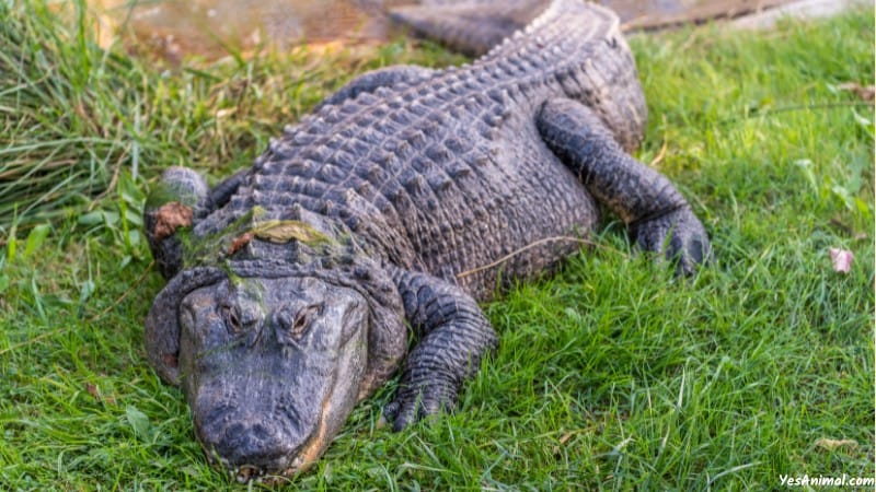 Alligators in Oklahoma