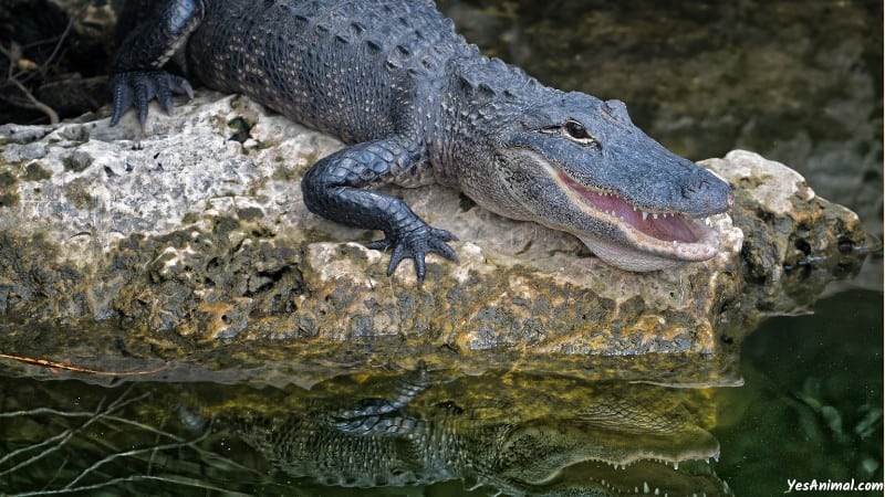 Alligators In Sacramento River