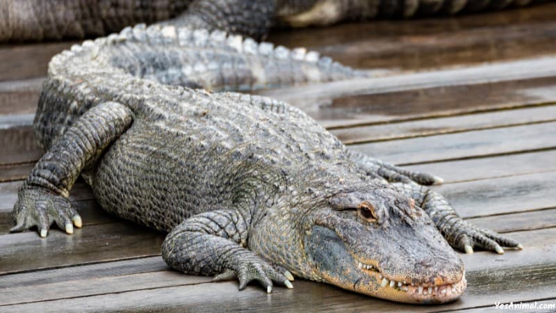 Alligators In South Carolina