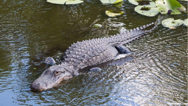 Alligators In Tampa Bay