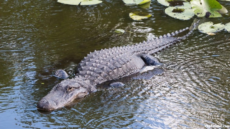 Alligators In Tennessee