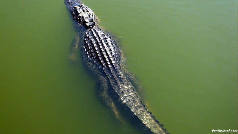 Alligator In Virginia