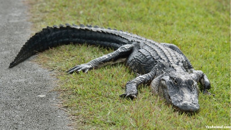 Alligator In wisconsin 1