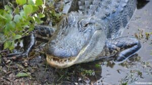 Alligators In Kentucky: Everything You Need To Know About Them