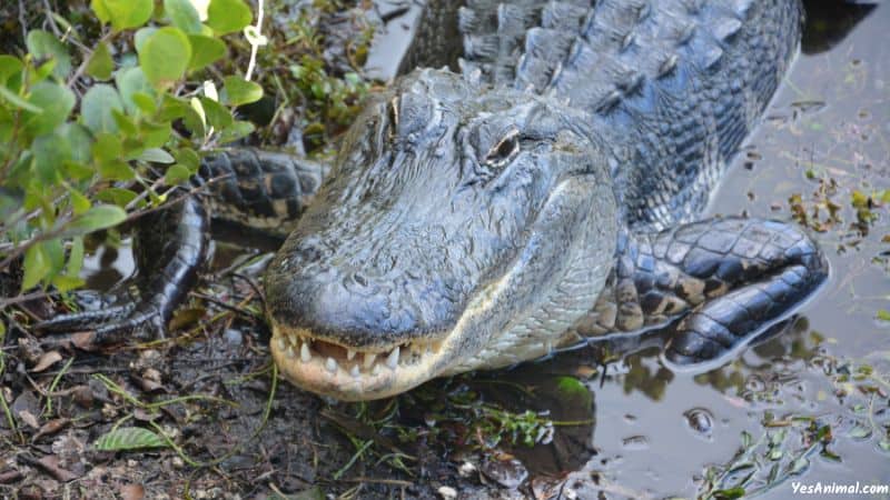 Alligators In Mexico