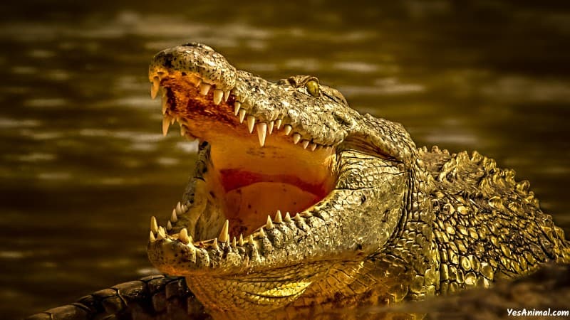 Crocodile In Australia