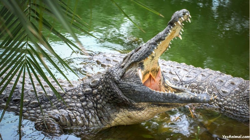 Crocodiles In Florida