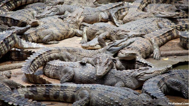 Crocodile In Mexico