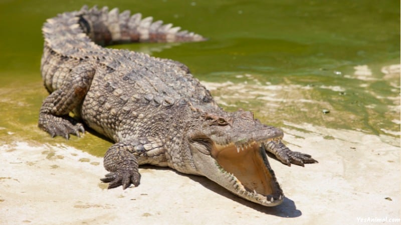 Crocodile In Miami