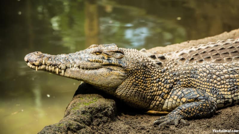 Crocodile In Nile River