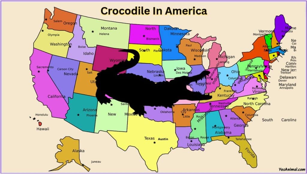 Crocodile In America