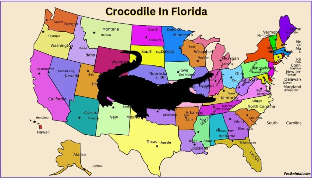 Crocodiles In Florida