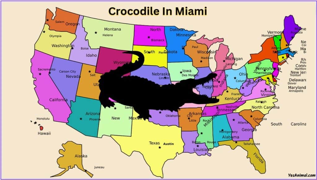 Crocodile In Miami