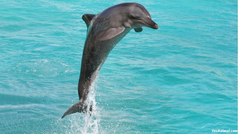 Dolphins In Florida