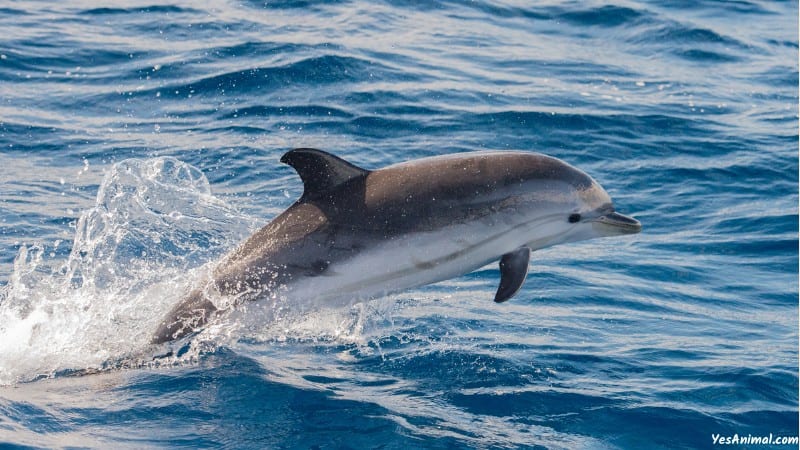 Dolphins In Hawaii