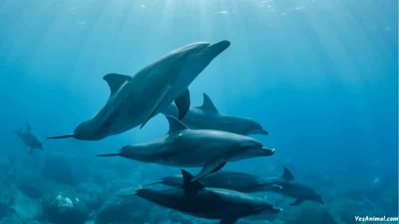 Dolphins In Massachusetts
