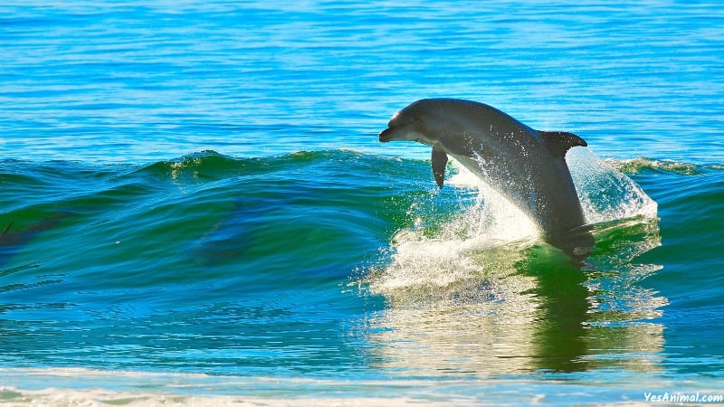 Dolphins In Myrtle Beach