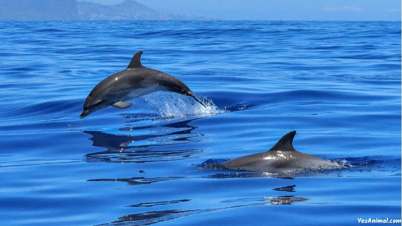 Dolphins In New York