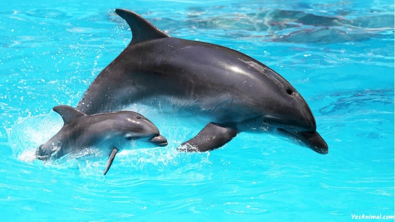 Dolphins In Orlando