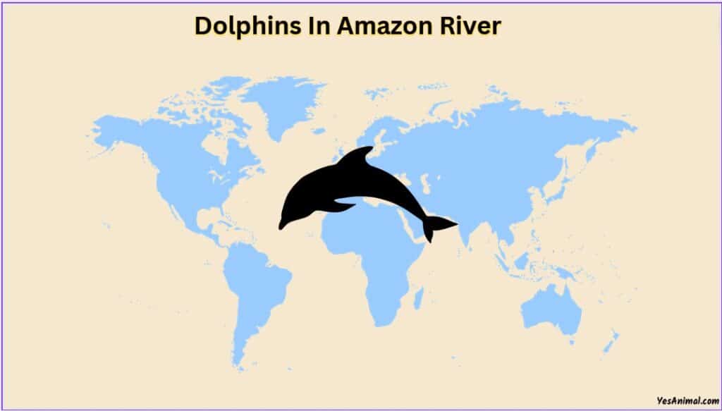 Dolphin In Amazon River