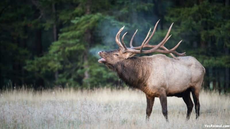 Elk In Alaska