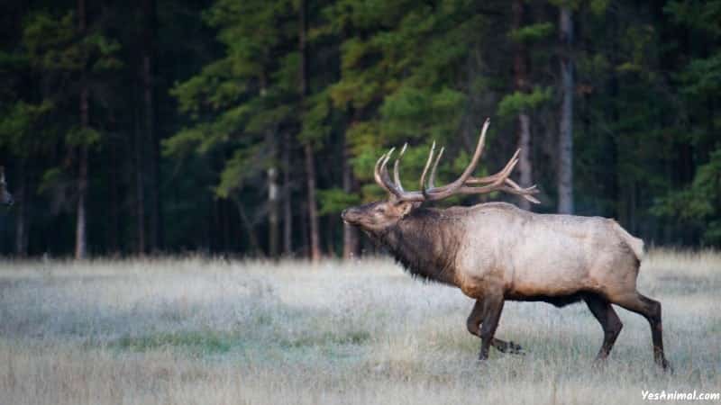 Elk In California