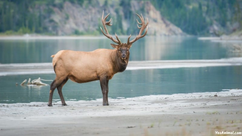Elk In Colorado
