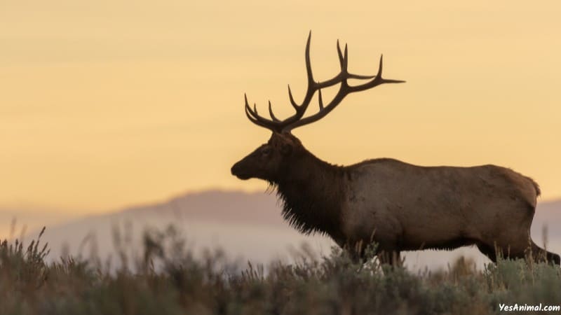 Elk In Kansas