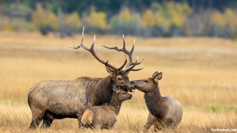 Elk In Minnesota