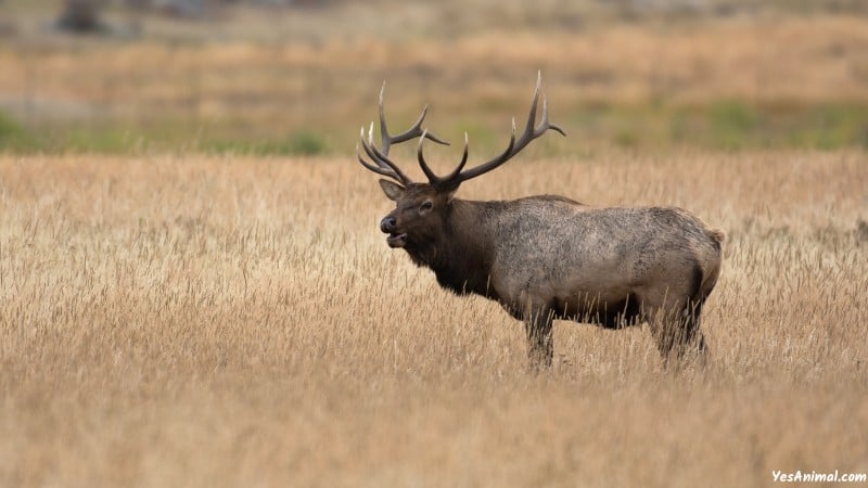 Elk In Nebraska