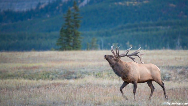 Elk In Nevada