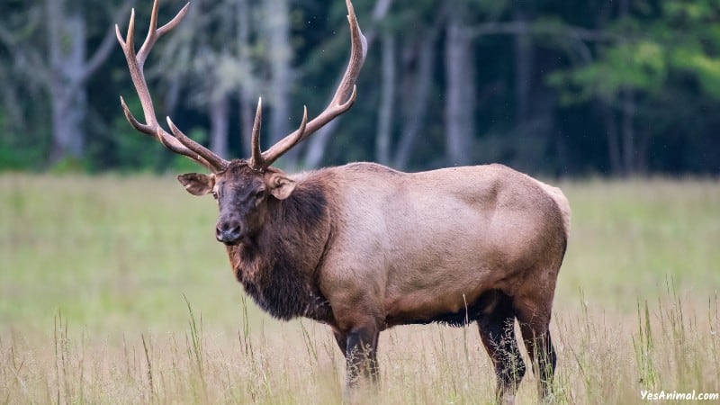 Elk In Utah