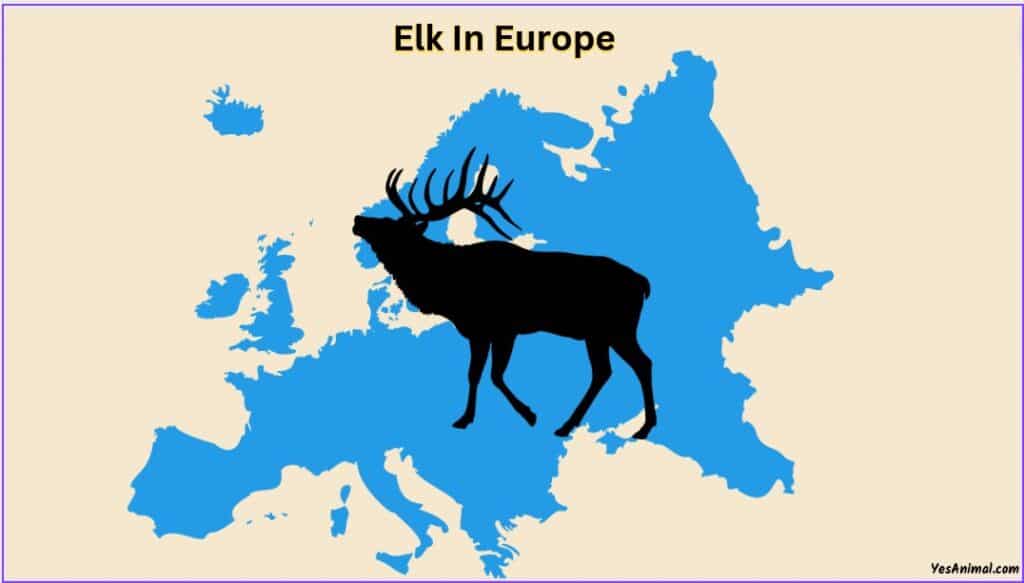 Elk In Europe
