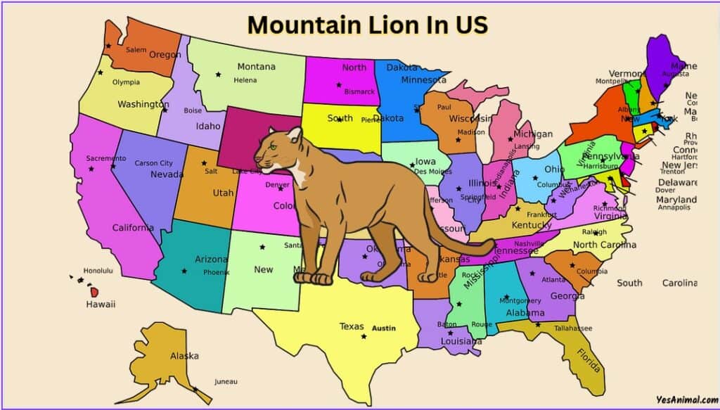 Mountain Lion In US