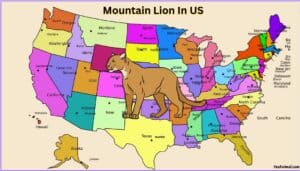 Mountain Lion In US: Everything You Need To Know About Them