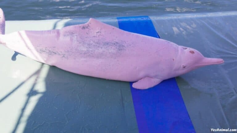 Pink Dolphins in Amazon River: Everything You Need To Know