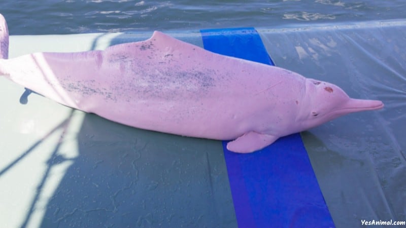 Pink Dolphins In The Amazon