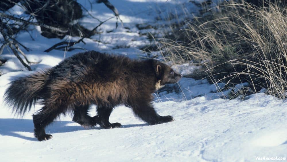 wolverine In Canada