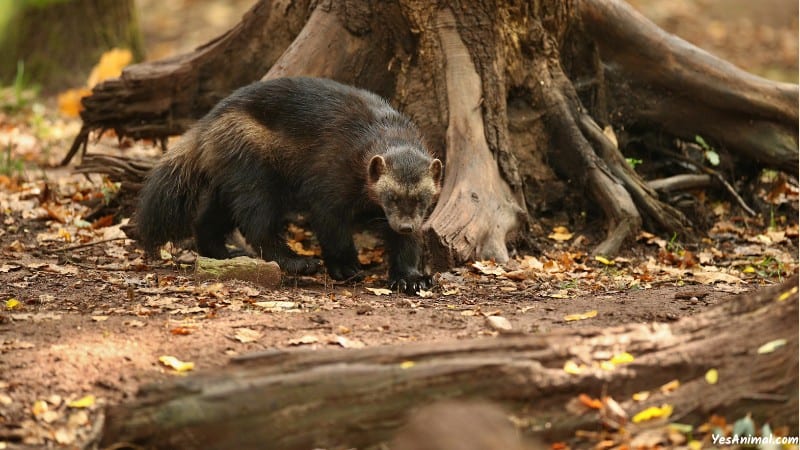 Wolverine In Colorado