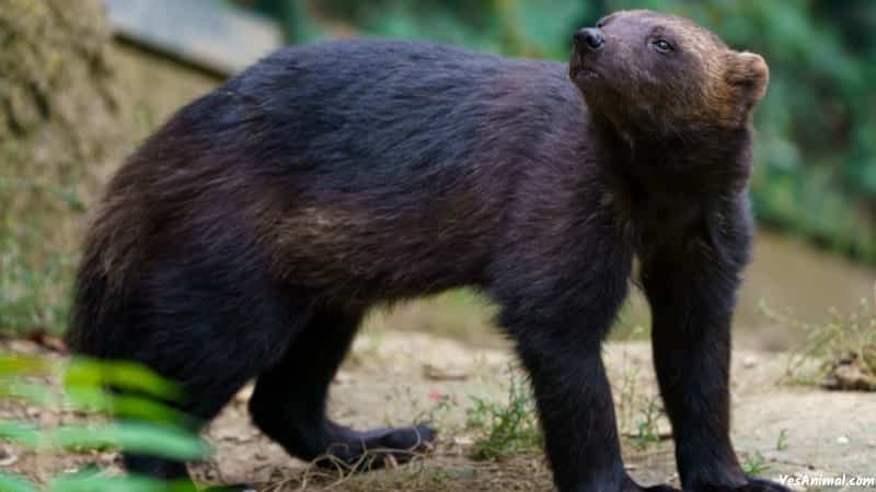 Wolverine In Michigan