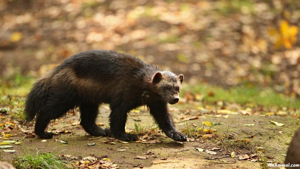 Wolverine In Minnesota