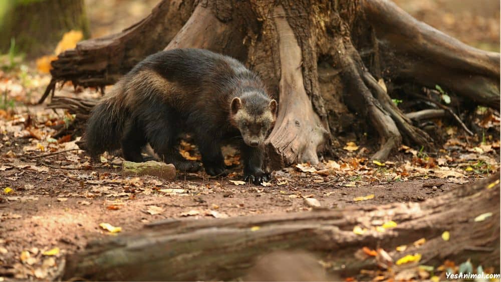 Wolverine In Oregon