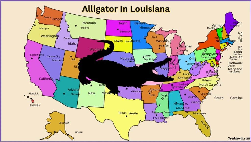 Alligators In Louisiana